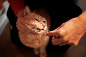 коту чистят зубы