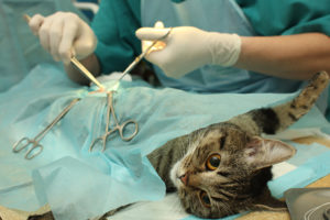 хирургическое удаление почки у кошки