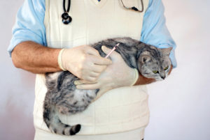 кот на руках у ветеринара