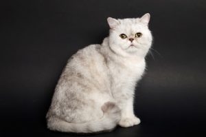 экзотическая кошка серебристого окраса