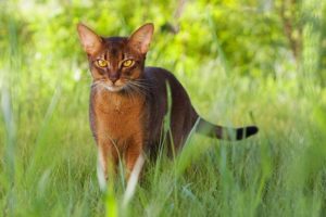 абиссинская кошка в траве