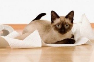 котенок играет с туалетной бумагой