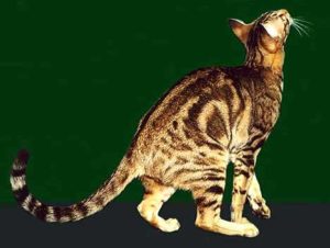 ориентальная кошка с мраморным окрасом