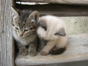 два котенка на лестнице