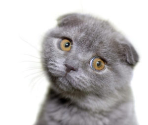 шотландский серый кот