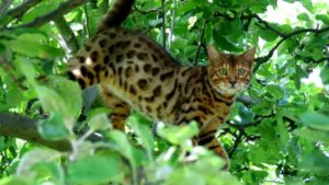 бенгальская кошка лазает на дереве