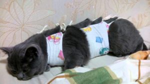 серая кошка после стерилизации