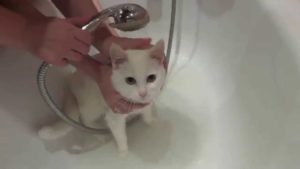 купание белой кошки