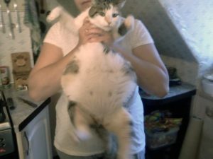 кошка толстеет из-за пиометры