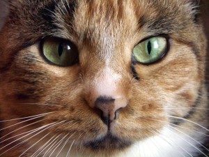 кот с зелеными глазами