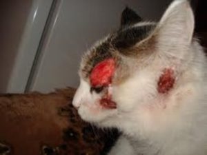 атопический дерматит у кошки