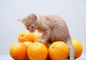 котенок сидит на апельсинах