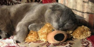 кошка спит на мягкой игрушке