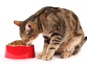 беременная кошка ест сухой корм