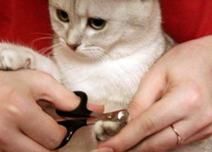 кошке подстригают когти