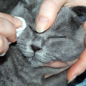 обработка глаза у кошки