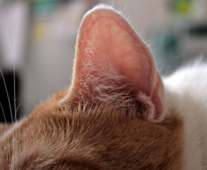 здоровые уши у кошки