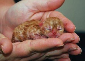 новорожденный котенок в руках у человека