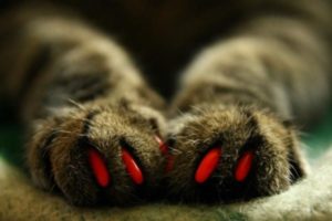 красные антицарапки на лапках у кошки