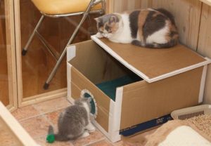 домик для кошки из коробки