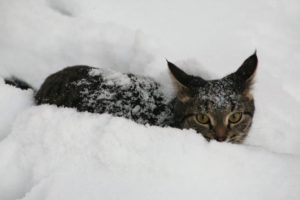 кот в снегу