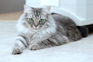 сибирская зеленоглазая кошка