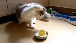 кот бьет лимон
