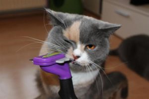 кот кусает фурминатор