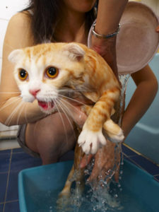 мытье кошки в тазике