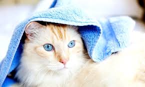 кошка накрыта полотенцем