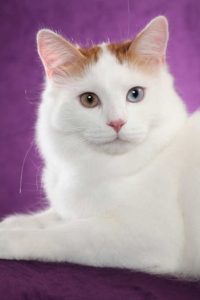 кошка породы турецкий ван