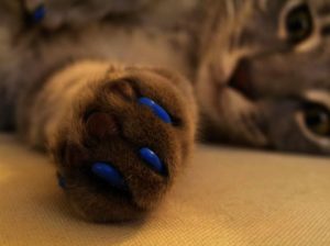 накладки на ногти для кошек