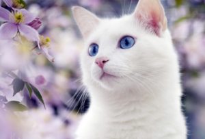 белая кошка с голубыми глазами