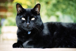 черная кошка лежит
