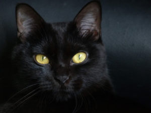 черная кошка с желтыми глазами