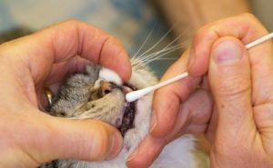 кошке чистят зубы ватной палочкой