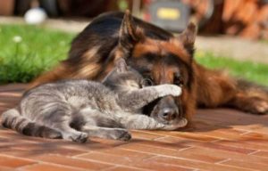 кошка и собака вместе спят