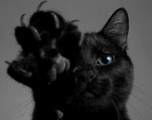черная кошка с зелеными глазами
