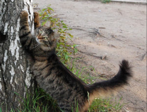 кот дерет дерево