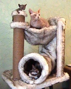 три кошки в домике