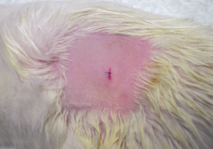 лапароскопический метод стерилизации кошек