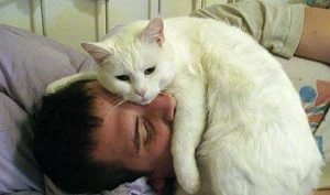 кошка лежит на лице человека