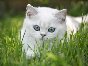 белая кошка в траве