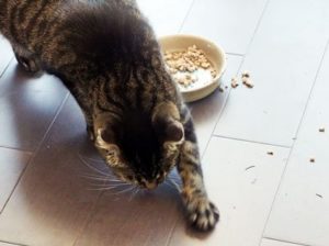 кошка закапывает еду