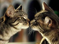 кот и кошка знакомятся