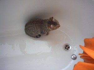 кот сидит в ванной