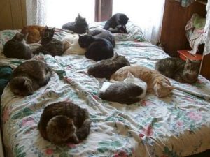 в квартире много кошек