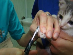 стрижка когтей кошкам в клинике