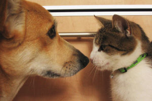 знакомство собаки и кошки