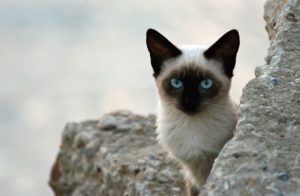сиамская кошка среди камней